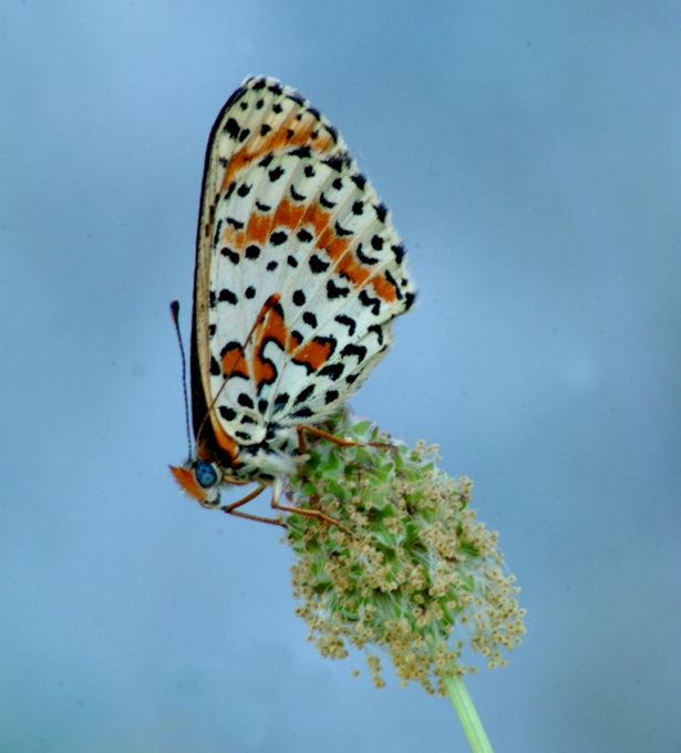 Melitaea didyma